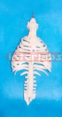 MIDDLE SKELETAL TORSO WITHOUT STAND